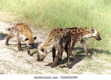 Hyena Clan Sniffing The Ground In Search For Food
