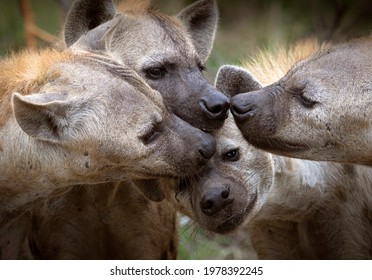 Hyena Clan Sniffing One Another, Friendship.