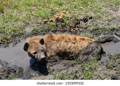 Hyena Cooling Off In A Mud Bath In The Masai Mara, Kenya, Africa