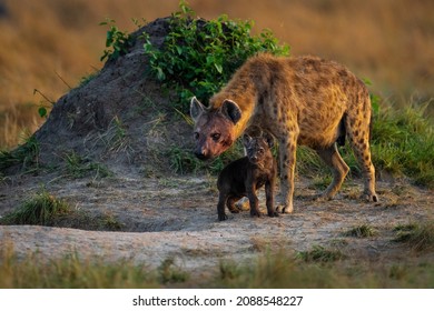 Hyena and cub at densite