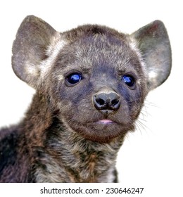 Hyena cub isolated on white background - Shutterstock ID 230646247
