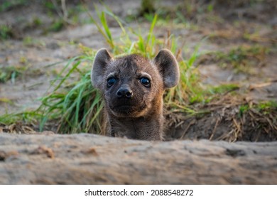 Hyena cub playing peekaboo at den