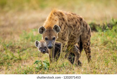 Hyena with a cub in the savannah. Africa. Kenya. Tanzania. Maasai Mara National Park. Serengeti National Park.