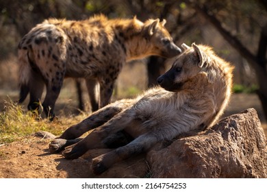 Hyena Den Where They Rest From The Hot African Sun Of South Africa, And Where These Large Predators Recover Energy To Hunt In The Beautiful Sunset Of The Savannah.