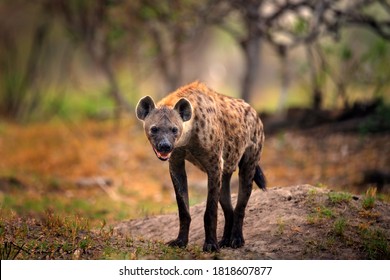 Hyena, detail portrait. Spotted hyena, Crocuta crocuta, angry animal near the water hole, dark forest with trees. Animal in nature, Okavango, Botswana. Wildlife Africa.