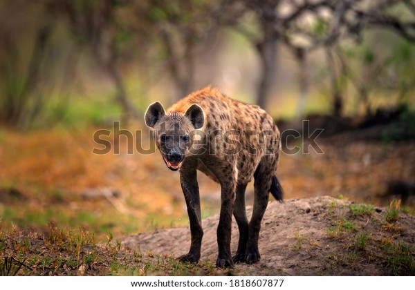 Hyena, detail portrait.
Spotted hyena, Crocuta crocuta, angry animal near the water hole,
dark forest with trees. Animal in nature, Okavango, Botswana.
Wildlife Africa.