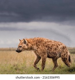 A hyena with a downcast look passes through the steppe space with a large view