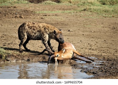 hyena dragging an adult impala male