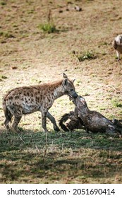 Hyena Eating His Dinner In Tanzania