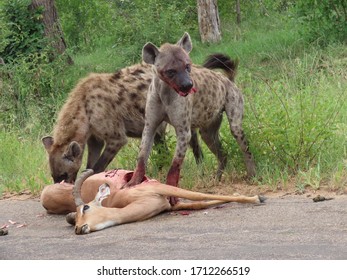 Hyena Eating An Impala Kill