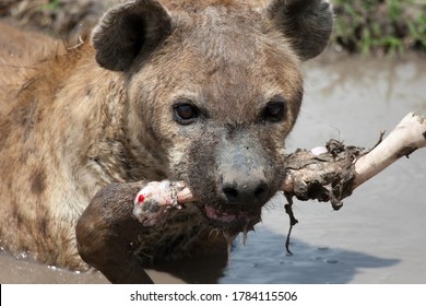 Hyena Eating Leg Bone Of Wildabeest