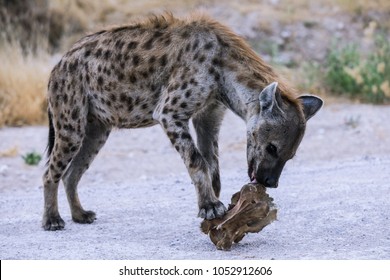Hyena eating a peace of Giraffe, Etosha, National Park, Namibia