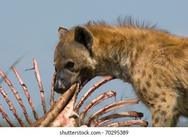 Hyena Eating Ribs