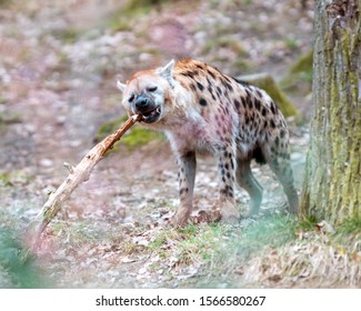 Hyena Eating A Wooden Stick