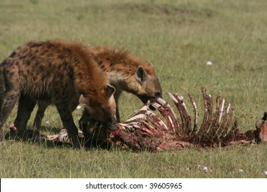 Hyena Eating A Zebra, Masai Mara, Kenya