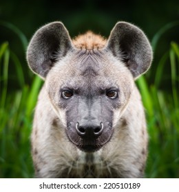 Hyena Face Close Up