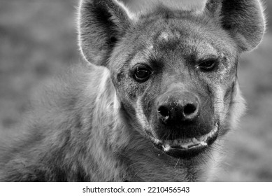 Hyena Face Looking At The Camera In Black And White.