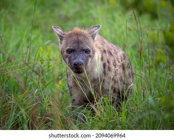 Hyena Face On In The Long Grass