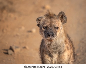 Hyena Facing Forward Looking Face On