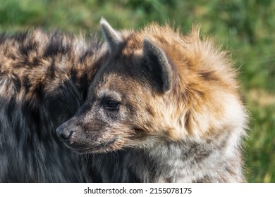 647 Hyenas feeding Images, Stock Photos & Vectors | Shutterstock