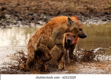 Hyena Fight