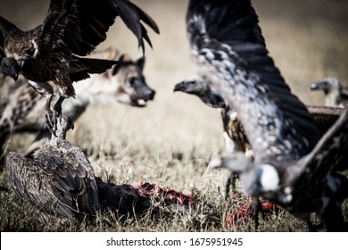 Hyena Fight With Vouchers In Masai Mara In Kenya