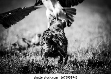 Hyena Fight With Vouchers In Masai Mara In Kenya