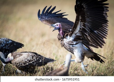 Hyena Fight With Vouchers In Masai Mara In Kenya