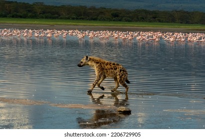                   Hyena Hunting Flamingoes, Kenya, Africa             