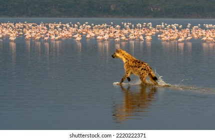                 Hyena Hunting Flamingos, Kenya, Africa               