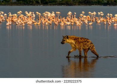                 Hyena Hunting Flamingos, Kenya, Africa               