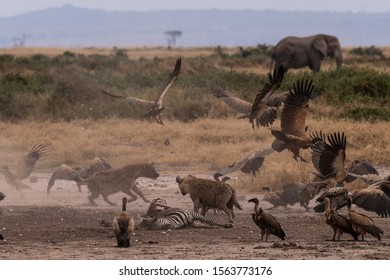 Hyena Hunting A Zebra Taking Down