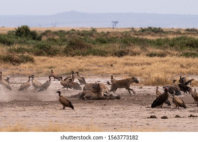 Hyena Hunting A Zebra Taking Down