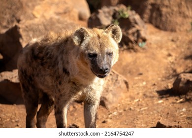 Hyena Just Awakened From Her Nap And Ready To Hunt In The African Savanna Of South Africa, As The Hot And Radiant Rays Of The Sun Begin To Fade In A Beautiful African Sunset.