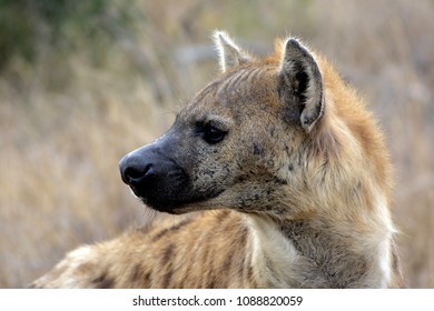 Hyena looking back nervously - Kruger Park