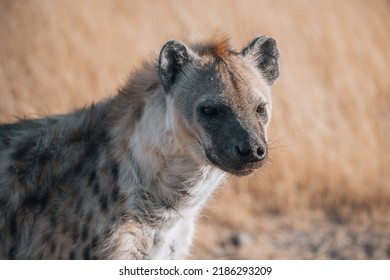 Hyena looking for some meat.