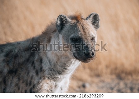 Hyena looking for some meat.