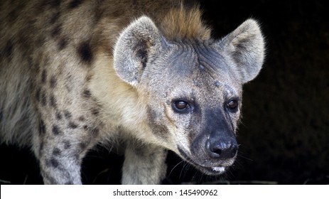 Hyena Lurking In The Night