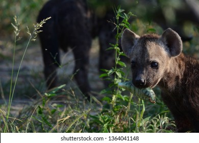 Hyena Mothers Tongue