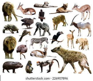 Hyena And Other African Animals. Isolated On White Background