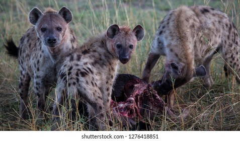 Hyena Pack Eating