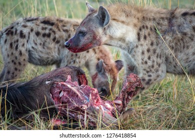 Hyena Pack Eating