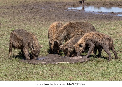 Hyena Pack Eating Hippo Skin