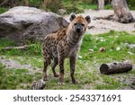 Hyena is paying attention to something