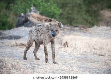 hyena photographed in the wild, hyena animal.