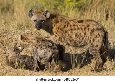 Hyena With Playing Cubs