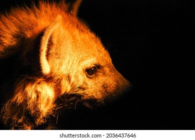 Hyena Pup Portrait At Night