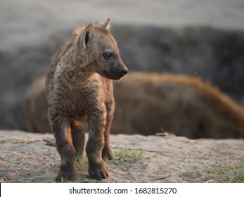 Hyena cute Stock Photos, Images & Photography | Shutterstock