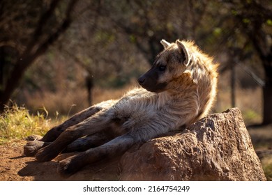 Hyena Resting From The Hot African Sun Of South Africa On Top Of A Rock In Its Den, Where This Large Predator Recovers Energy To Hunt In The Beautiful African Sunset.