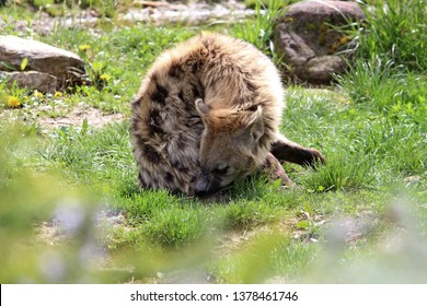Hyena ridens or spotted hyena (crocuta crocuta)